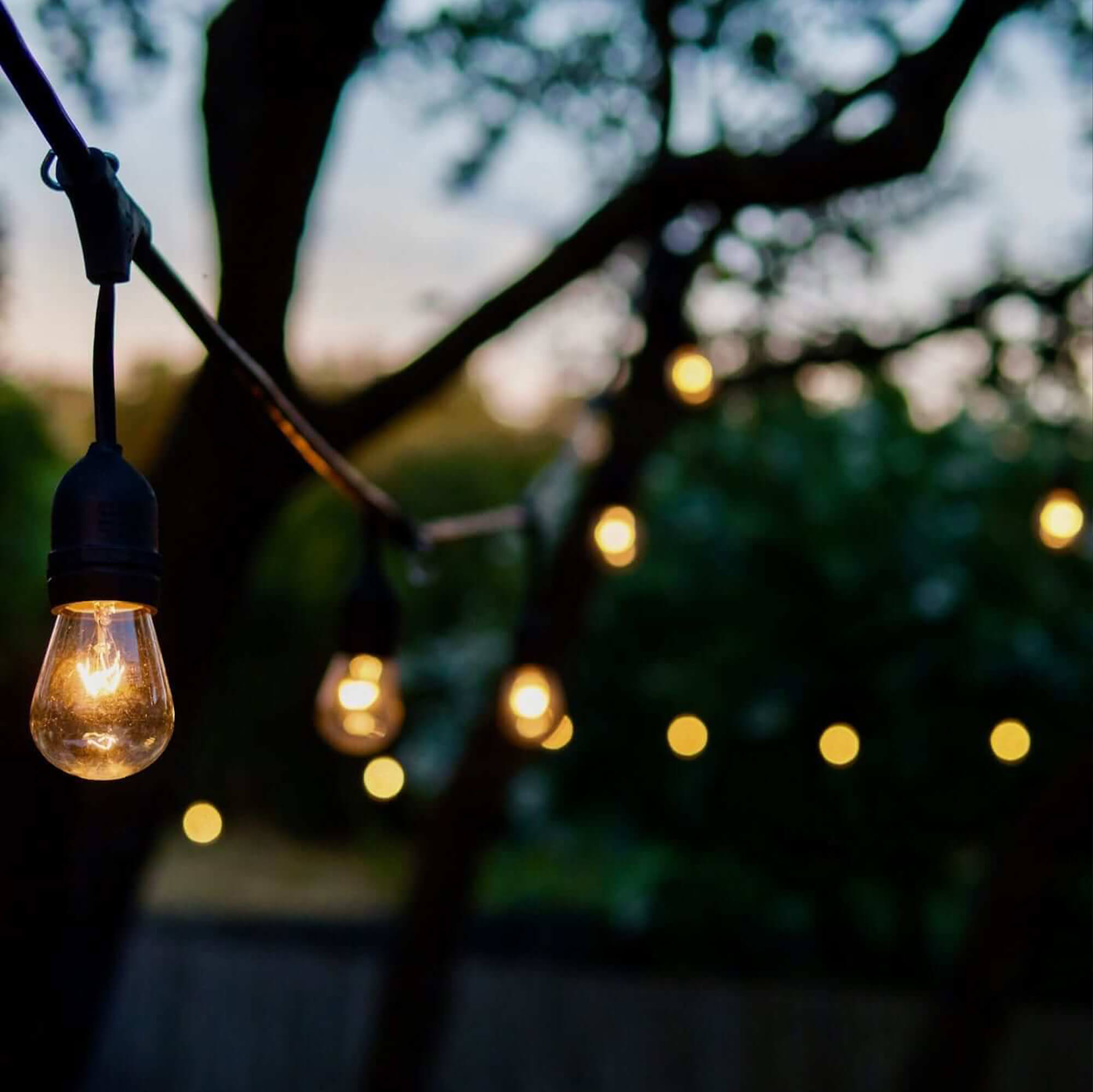 outdoor lights attached to trees