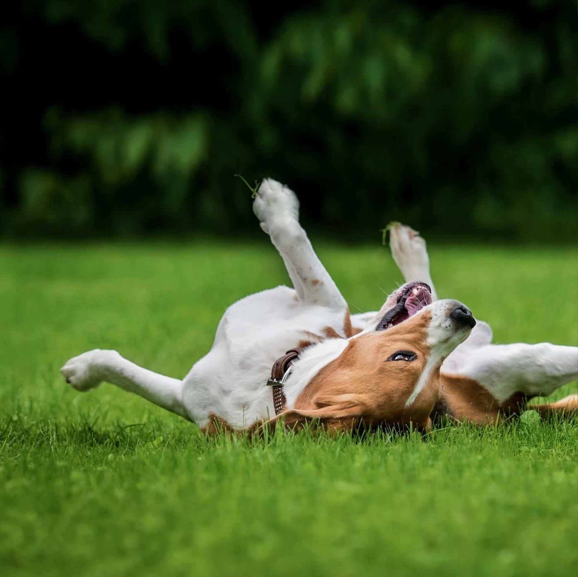 dog lying on grass